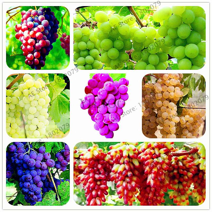 Kyoho Grape Seeds - Sweet Natural Fruit Seeds for Home Garden Planting, Fresh & Juicy