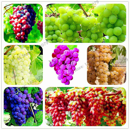 Kyoho Grape Seeds - Sweet Natural Fruit Seeds for Home Garden Planting, Fresh & Juicy