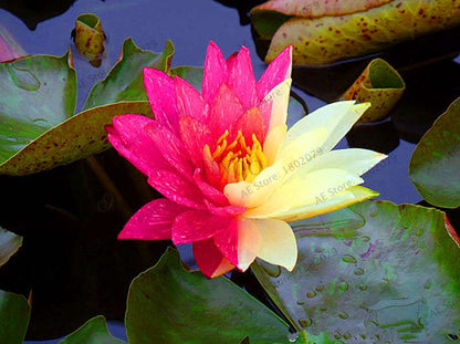 Lotus Flower Seeds - Aquatic Water Lily Plants for Home Garden Planting