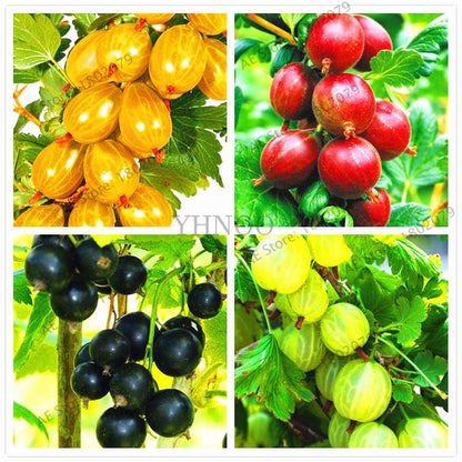 Organic Gooseberry Seeds - Fresh, Nutrient-Rich Perennial Fruit Seeds for Home Gardening
