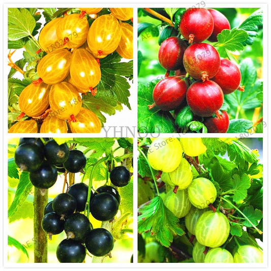 Organic Gooseberry Seeds - Fresh, Nutrient-Rich Perennial Fruit Seeds for Home Gardening