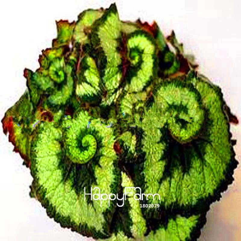 Begonia Flower Seeds - Vibrant Potted Bonsai for Garden, Balcony & Courtyard | Fast-Growing Coleus Seeds