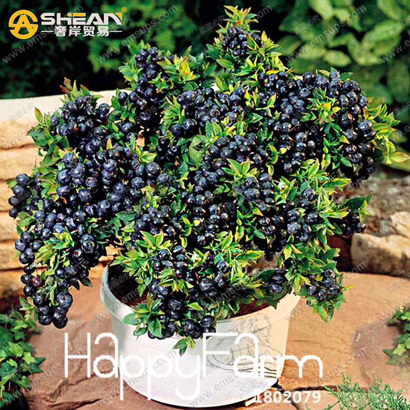 Blueberry Seeds for Planting - Non-GMO, Fast-Growing Fruit Plants for Home Garden & Bonsai (Purple Vaccinium)