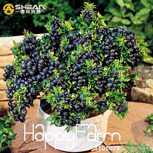 Blueberry Seeds for Planting - Non-GMO, Fast-Growing Fruit Plants for Home Garden & Bonsai (Purple Vaccinium)