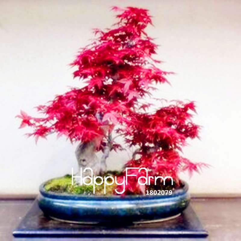 Red Maple Tree Seeds for Bonsai - DIY Home Garden Planting Kit - USA Grown