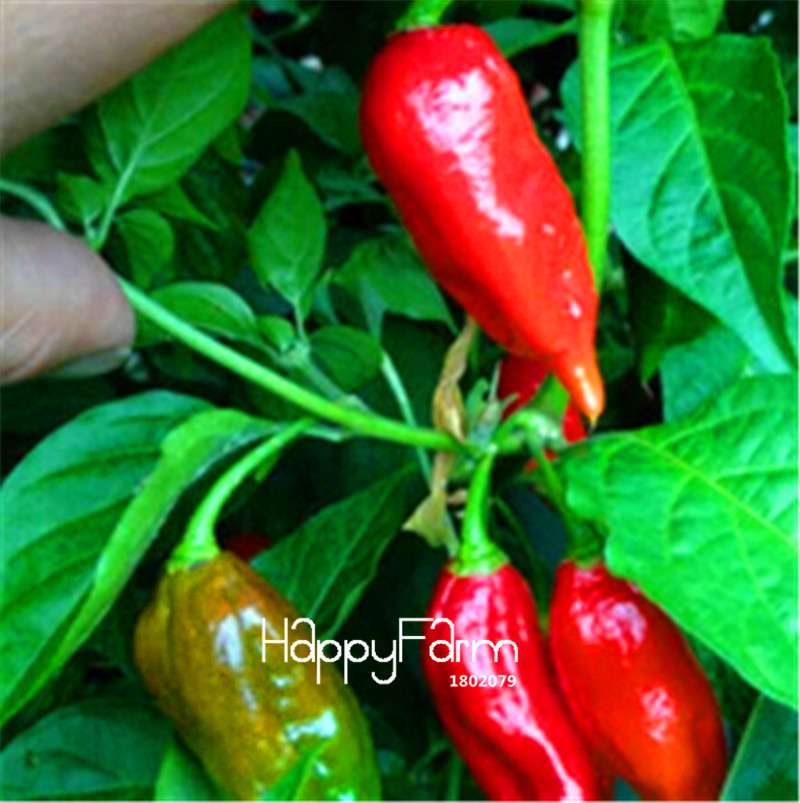 16 Hot Chili Pepper Varieties, Non-GMO Vegetable Seeds for Home Garden & Happy Farm