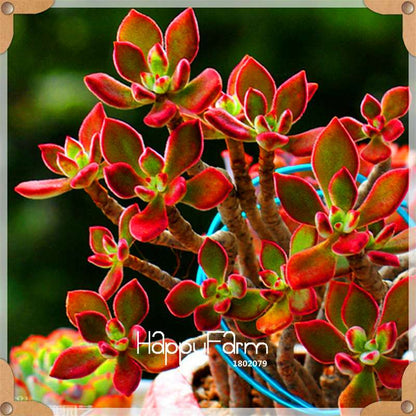 99 Varieties Lithops Seeds - Succulent & Bonsai Plants for Office, Home Garden - Easy to Grow