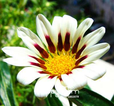 Vibrant Gazania Flower Seeds - Multicolor Mix for Stunning Blooms | Easy to Grow