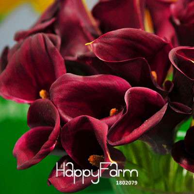 18 Color Rare Calla Lily Seeds - High Germination Rate, Fast US Shipping