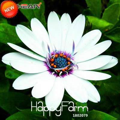 Blue Daisy Flower Seeds - White Osteospermum, for Home Garden Planting