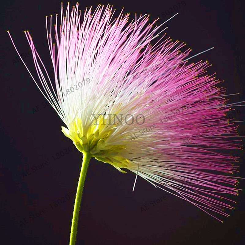 Exotic Bonsai Flower Seeds for Home Decor - Rare & Beautiful Varieties | Fast US Shipping
