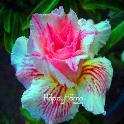 Desert Rose Seeds - Stunning Bonsai Flower for Garden, Balcony & Pots
