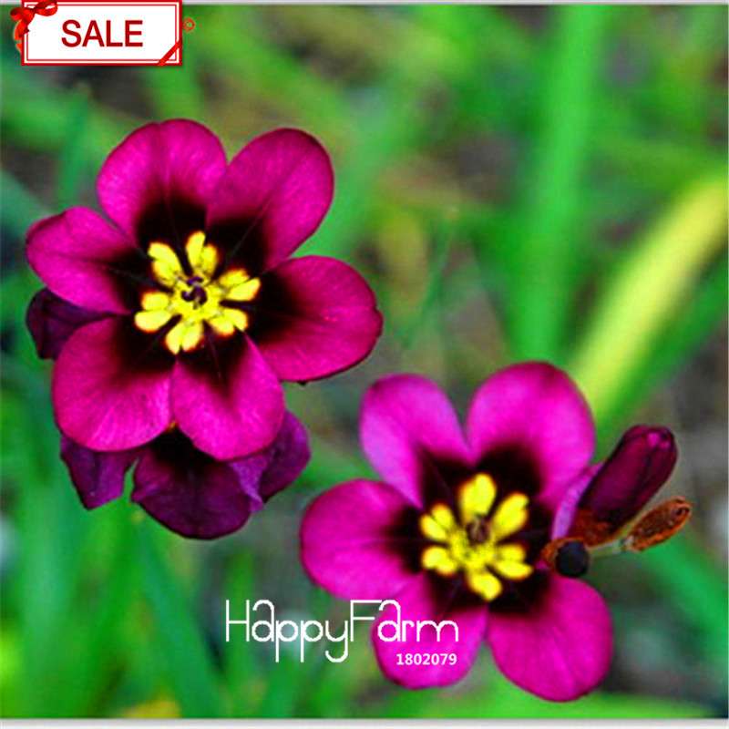 Red Sparaxis Tricolor Rose Flower Seeds - for Balcony Potted Flowers | USA Garden
