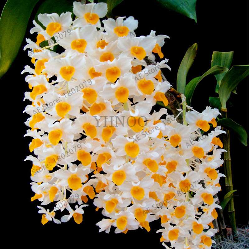 Rare Dendrobium Orchid Seeds - Perennial Indoor & Outdoor Balcony Office Plants