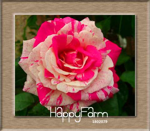 Colorful Rainbow Rose Seeds - 20 Varieties, for Bonsai & Flower Pots | Premium Planting Kit