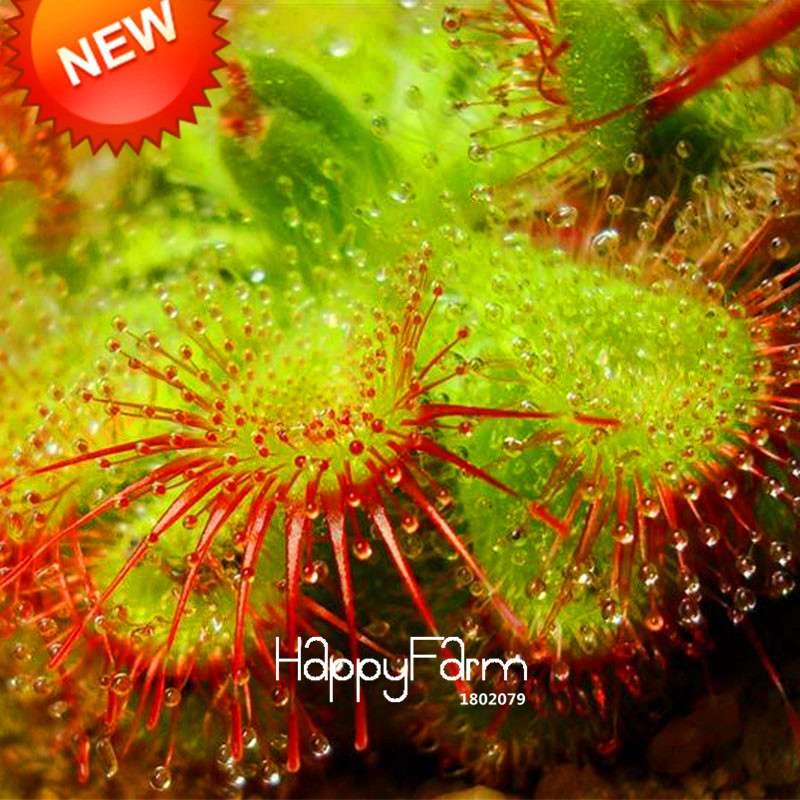 Sundew Plant Seeds - Small Carnivorous Bonsai, Fresh DIY Home Garden Kit, Novelty Plants for Indoor Gardening