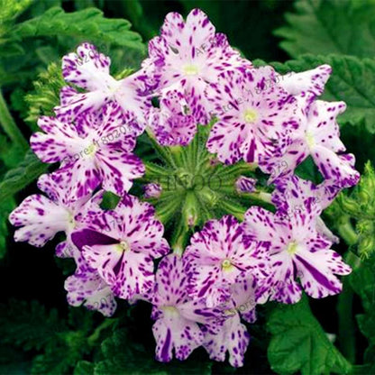 Mixed Color Verbena Hybrida Seeds - Easy to Grow Bonsai Flowers for Home & Garden Planting