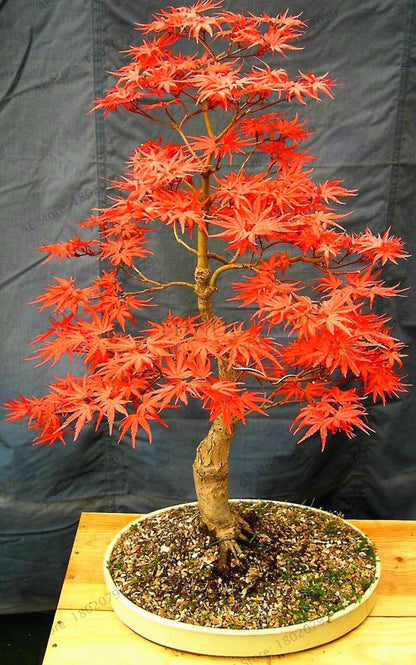 Premium Japanese Red Maple Bonsai Seeds - Gorgeous Indoor Home Tree - Fast US Shipping