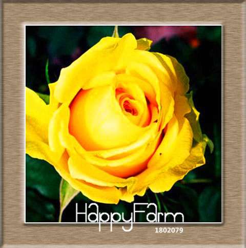 Colorful Rainbow Rose Seeds - 20 Varieties, for Bonsai & Flower Pots | Premium Planting Kit