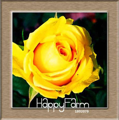 Colorful Rainbow Rose Seeds - 20 Varieties, for Bonsai & Flower Pots | Premium Planting Kit