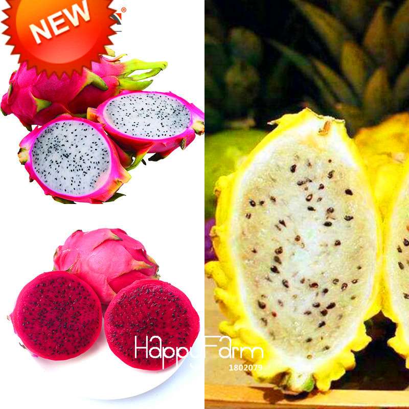 Non-GMO Dragon Fruit Seeds for Planting - Sweet Pitaya Bonsai Tree, - Fresh Hylocereus Fruit