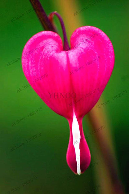 Bleeding Heart Seeds (Dicentra Spectabilis) - Orchid Seeds for Pots & Cottage Gardens