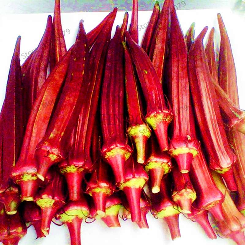 Organic Non-GMO Okra Seeds | Heirloom Vegetable Seeds for Kidney Health, Fun Countryside Gardening