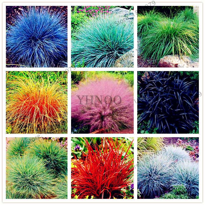 Blue Fescue Grass Seeds - Drought Tolerant, Perennial, DIY Home & Bonsai - Festuca Glauca
