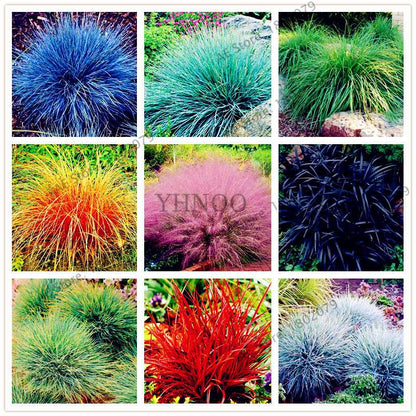 Blue Fescue Grass Seeds - Drought Tolerant, Perennial, DIY Home & Bonsai - Festuca Glauca