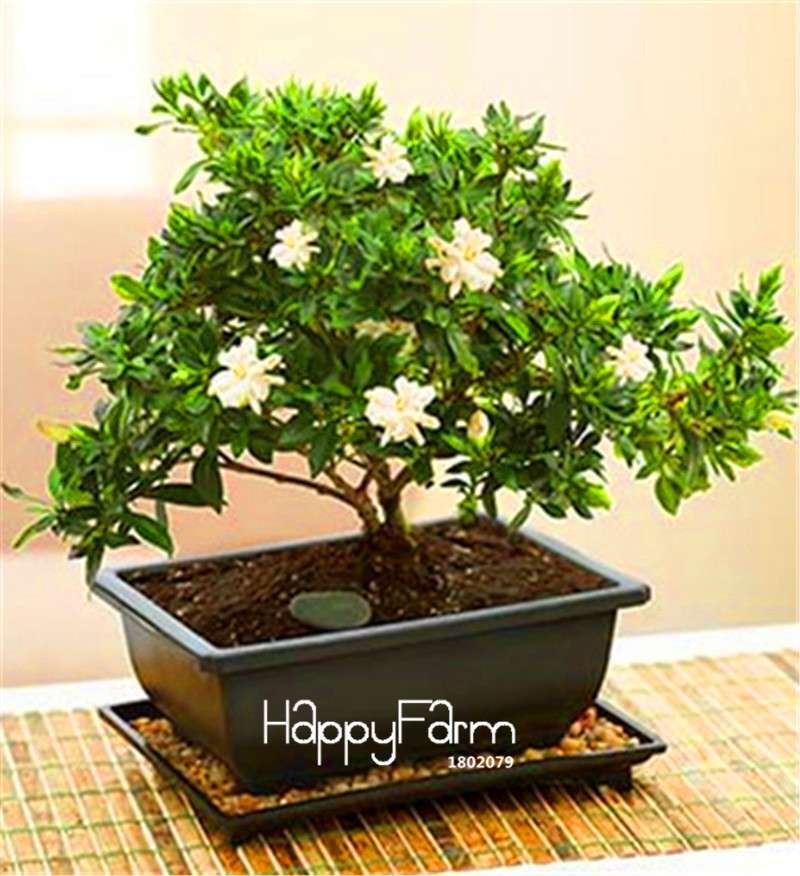 Gardenia Seeds - Fragrant Cape Jasmine for Home Garden, Potted Bonsai, Indoor & Outdoor Planting (Beautiful Flowers)