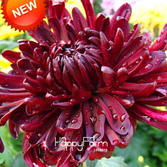 Rare Red Wine Chrysanthemum Seeds - Beautiful Potted Flowers for Home & Garden Planting