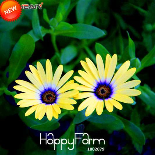 Blue Daisy Osteospermum Seeds - Grow Potted Flowering Plants for DIY Home Garden