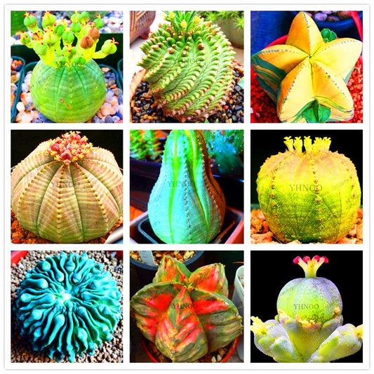 Basketball Cactus Seeds (Euphorbia obesa) - Unique Succulent Plant for Garden, Bonsai & Home Decor