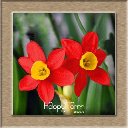 Daffodil Seeds (Narcissus Tazetta) - Indoor Flowering Bulbs for Home & Office, Easy to Grow
