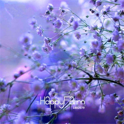 Starry Flower Seeds - Easy-Grow Indoor Potted Plants for Spring & Winter | Fast Shipping