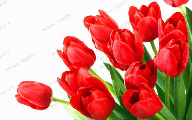 Rare Tulip Seeds - Beautiful Perennial Bonsai Flowers for Home & Garden Planting