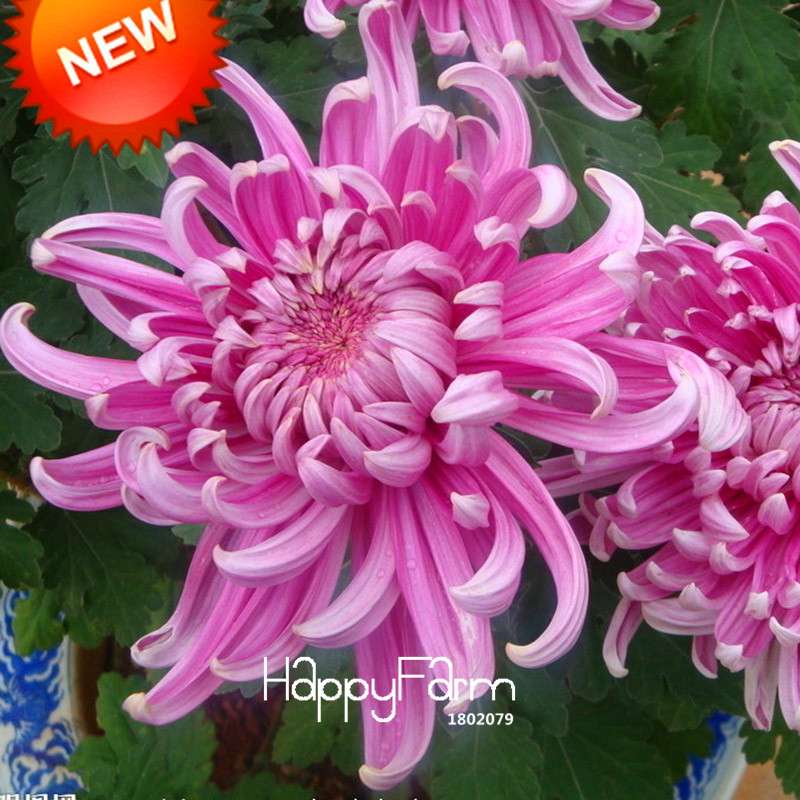Purple Red Chrysanthemum Seeds for Balcony - Beautiful Potted Flowers