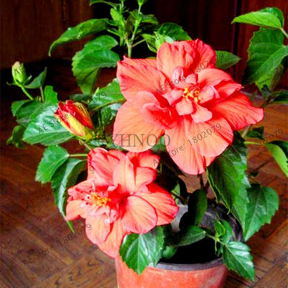 Colorful Bonsai Hibiscus Seeds - Perennial Flower for Home Garden Planting, Hibiscus Mutabilis