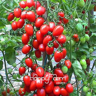 Organic Chocolate Black Tomato Seeds - for Home Garden, Non-GMO Heirloom Vegetable Seeds
