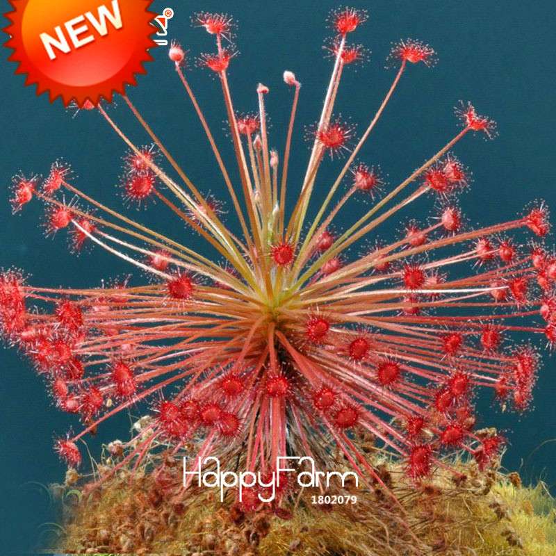 Sundew Seeds - Carnivorous Plant for Bonsai & Garden | Easy-Grow Potted Houseplant