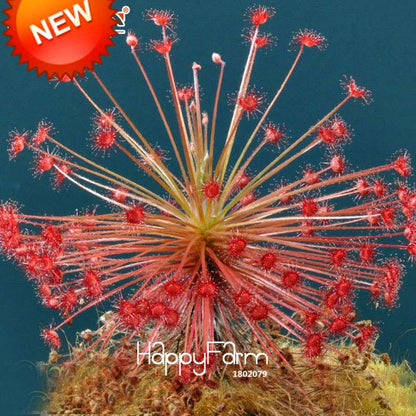 Sundew Seeds - Carnivorous Plant for Bonsai & Garden | Easy-Grow Potted Houseplant