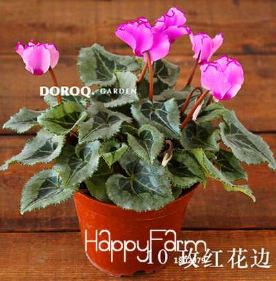 Cyclamen & Primrose Flower Seeds for Planting - Fresh Garden Seedlings