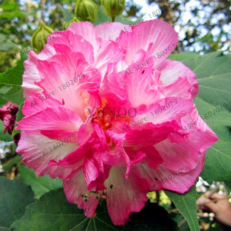 Colorful Bonsai Hibiscus Seeds - Perennial Flower for Home Garden Planting, Hibiscus Mutabilis