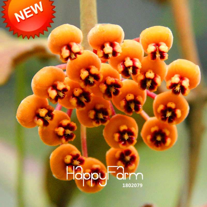 Rare Hoya Carnosa Orchid Seeds - Home Bonsai Flower Seeds for Planting