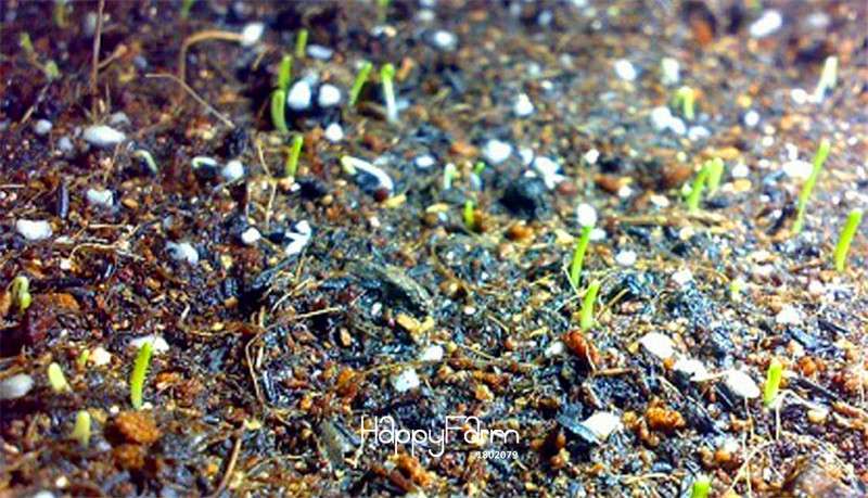 Fragrant Shallot Seeds for Small Balcony Gardens - Potted Vegetable Seed Pack, Perfect Gift for Home Growers