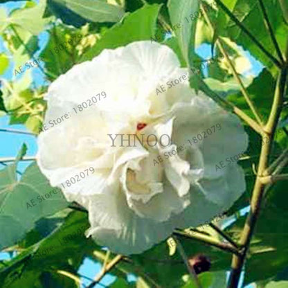 Colorful Bonsai Hibiscus Seeds - Perennial Flower for Home Garden Planting, Hibiscus Mutabilis