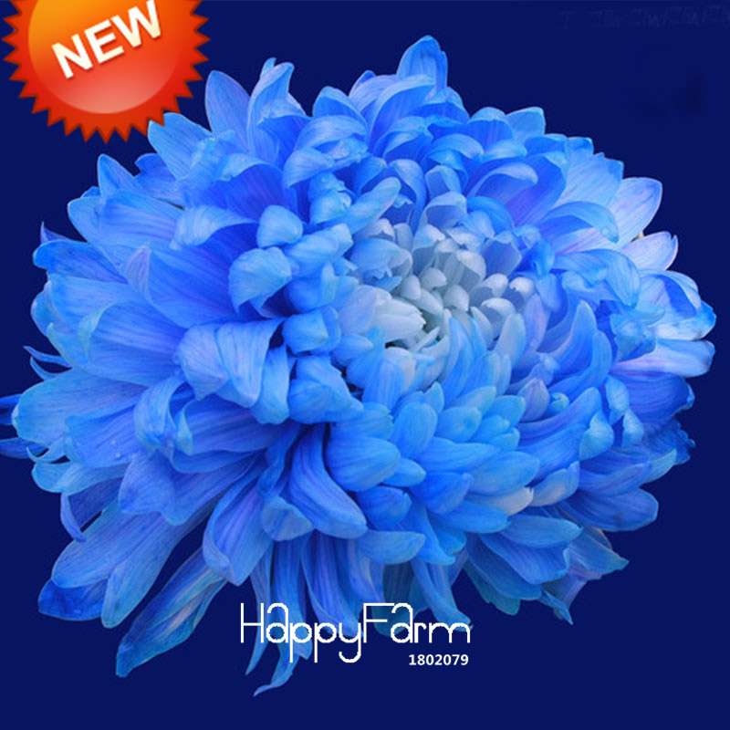 Rare Blue Chrysanthemum Seeds - for DIY Balcony & Home Garden Planting | USA Grown