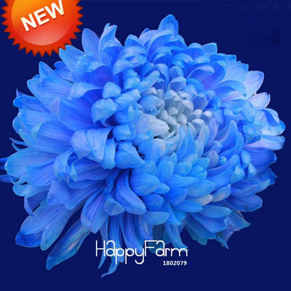 Rare Blue Chrysanthemum Seeds - for DIY Balcony & Home Garden Planting | USA Grown