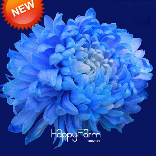 Rare Blue Chrysanthemum Seeds - for DIY Balcony & Home Garden Planting | USA Grown