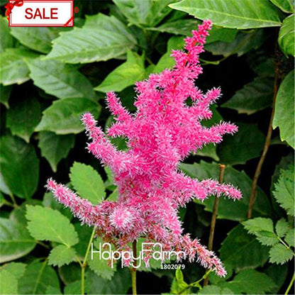 Multi-Color Astilbe Seeds - Vibrant Perennial Flowers for Pots & Gardens | Fast US Shipping